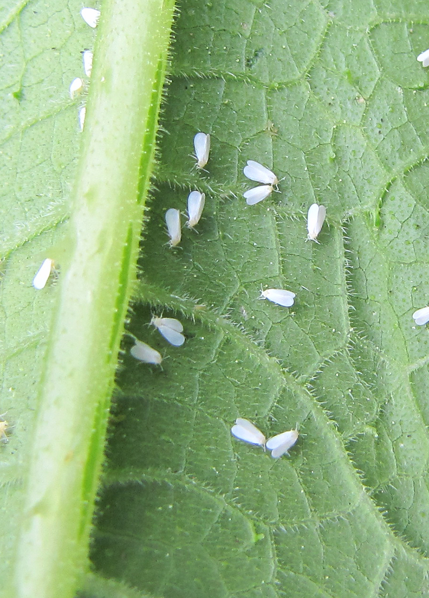 Whitefly adults